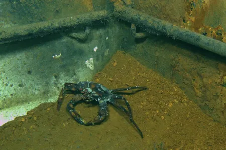 One of many contaminated crabs at the Deepwater Horizon site.
