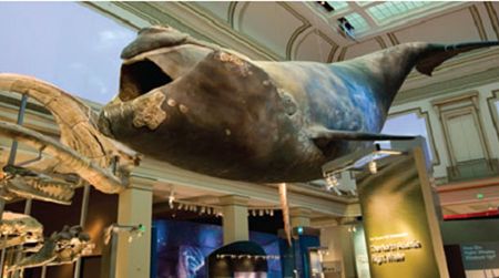 Celebrate World Oceans Day with Phoenix, the 45-foot, full scale model of a North Atlantic right whale this Friday.