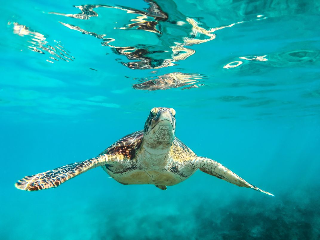 Hawksbill sea turtles in Barbados. Credit: Cedric Frixon