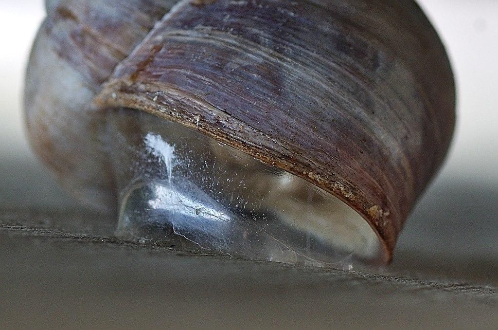 1024px-Epiphragma_Gastropoda.jpg