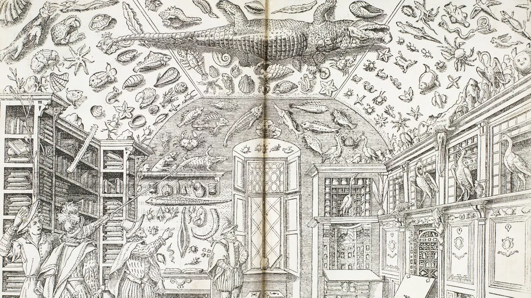 Black and white book illustration of room covered in natural history specimens, including crocodile on ceiling. 