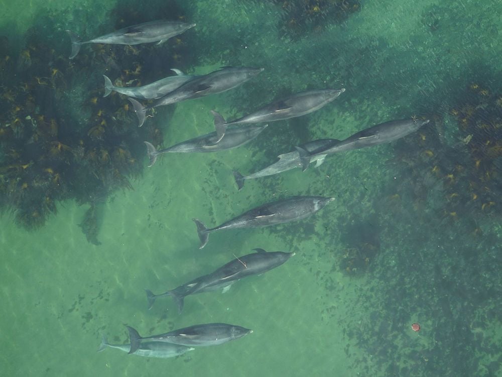 Aerial View of Dolphins