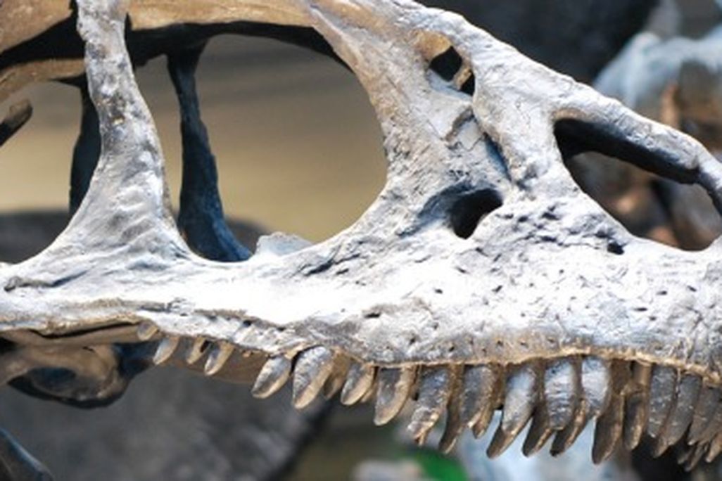 carnivorous dinosaurs