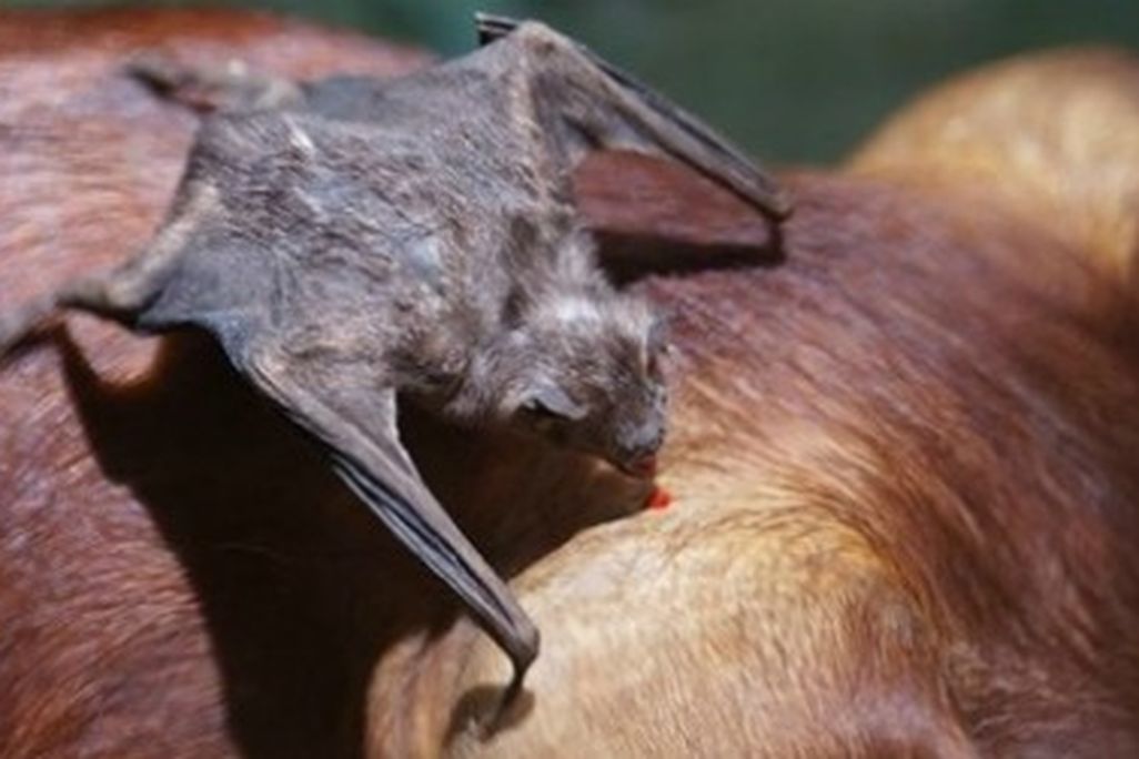A vampire bat feeds on a pig