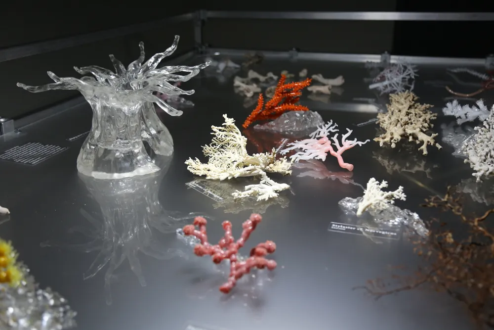 glass sculptures of coral in a display case: one large, clear, anemone-like coral, along with some red, pink, brown and clear branching corals