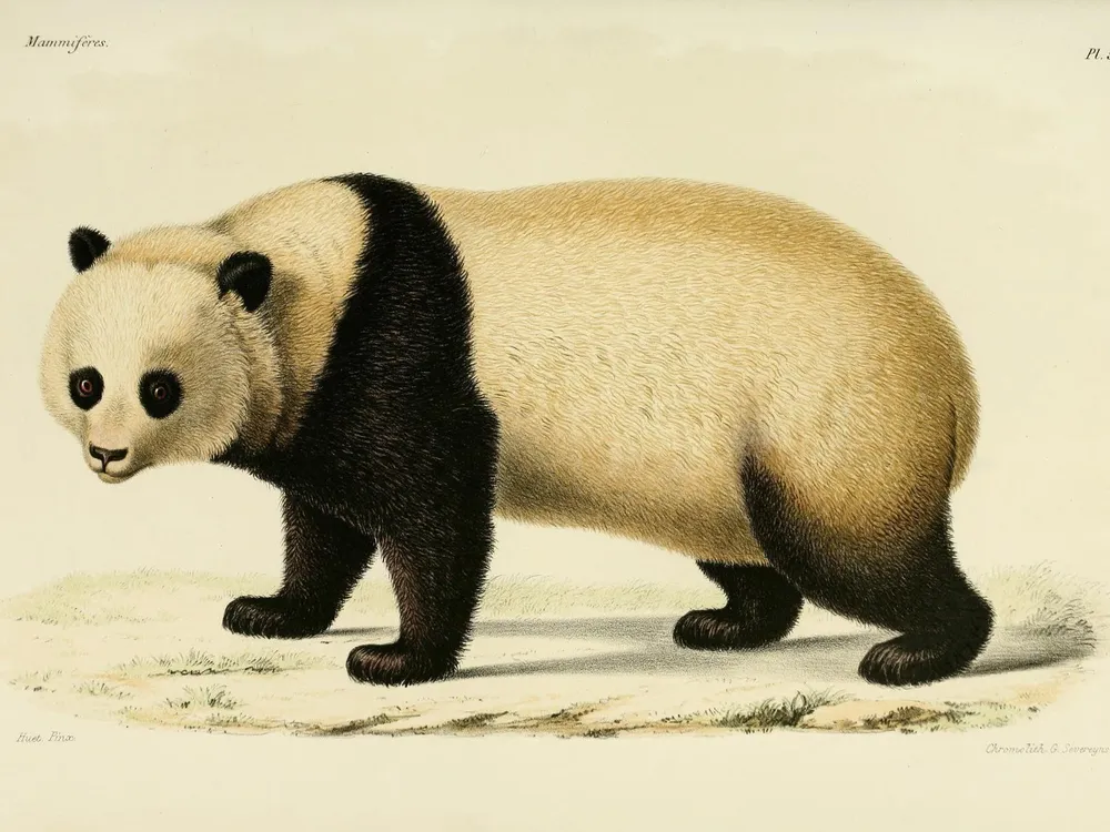 Milne-Edwards panda