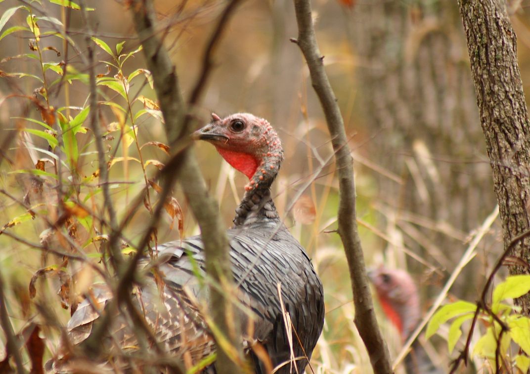 Turkey looking for good hiding spot just weeks before Thanksgiving
