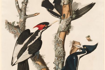 Some conservationists have held out hope for species like the ivory-billed woodpecker, which was last spotted in 1944.
