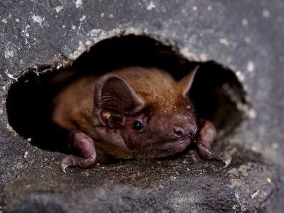 Researchers tracked 71 common noctule bats (Nyctalus noctula) to parse their migration patterns.