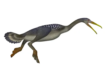 One of the first toothed birds ever discovered, Hesperornis paddled with its hind feet to hunt fish and evade marine reptiles in warm, Cretaceous seas.