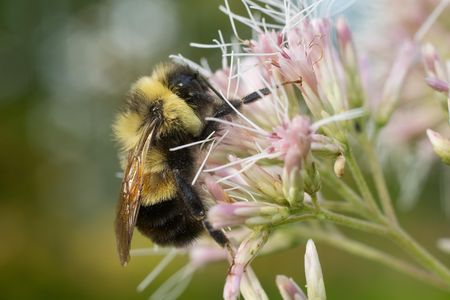 The notorious RPB: the rusty patched bumble bee.