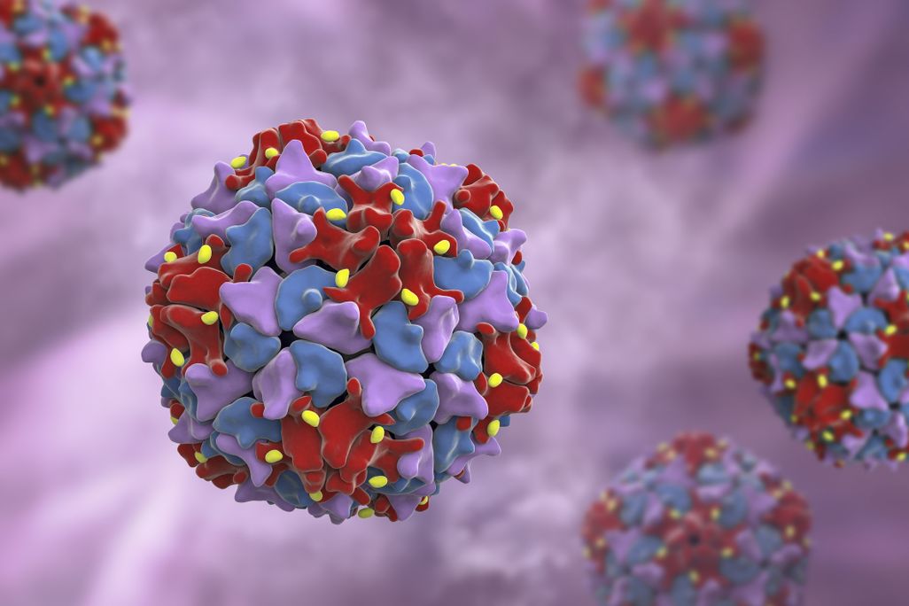 Poliovirus