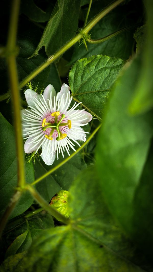 Beauty of Stinking Passionflower thumbnail