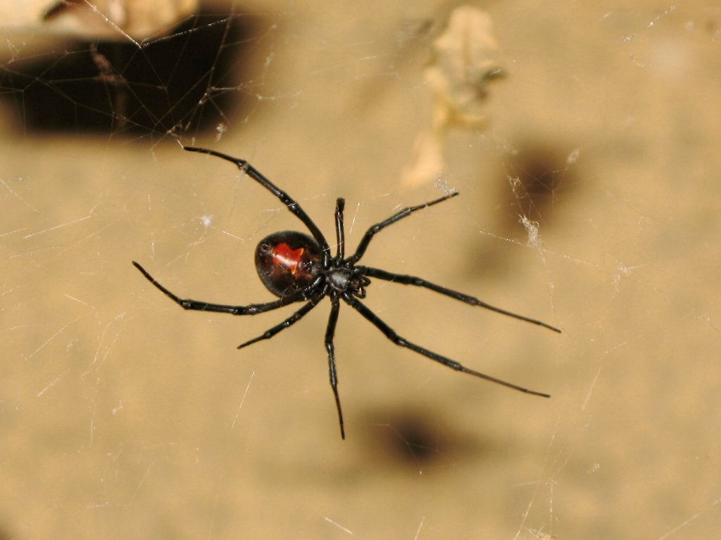 Why these male spiders somersault into females' fangs while mating