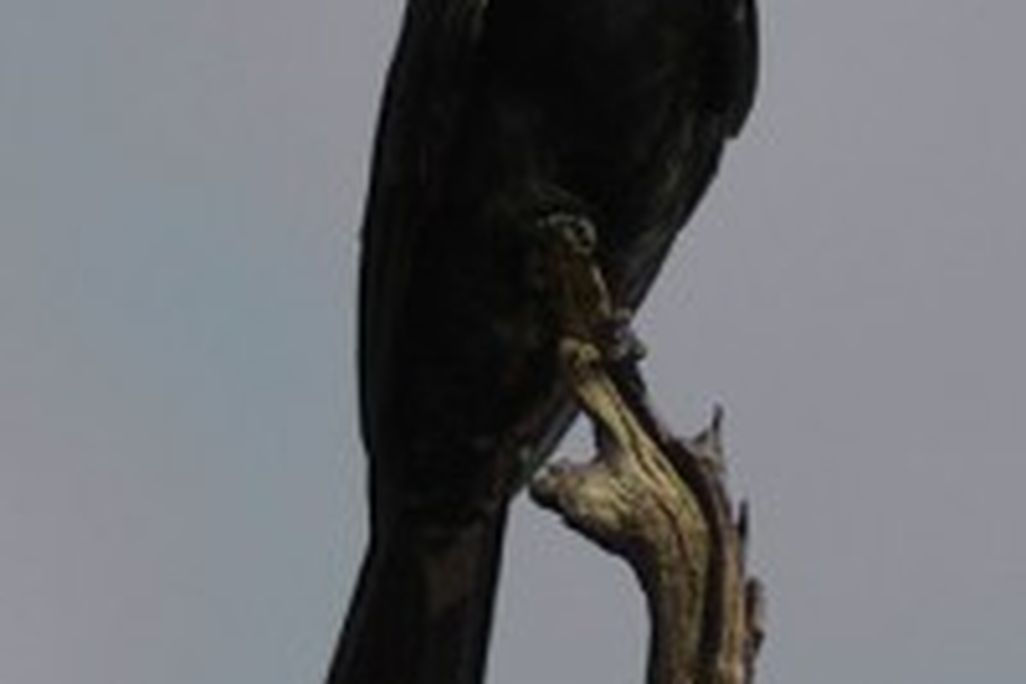 20110520102423400px-Dicrurus_adsimilis2-200x300.jpg