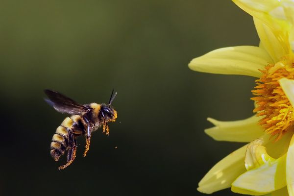 Pollen Drone thumbnail