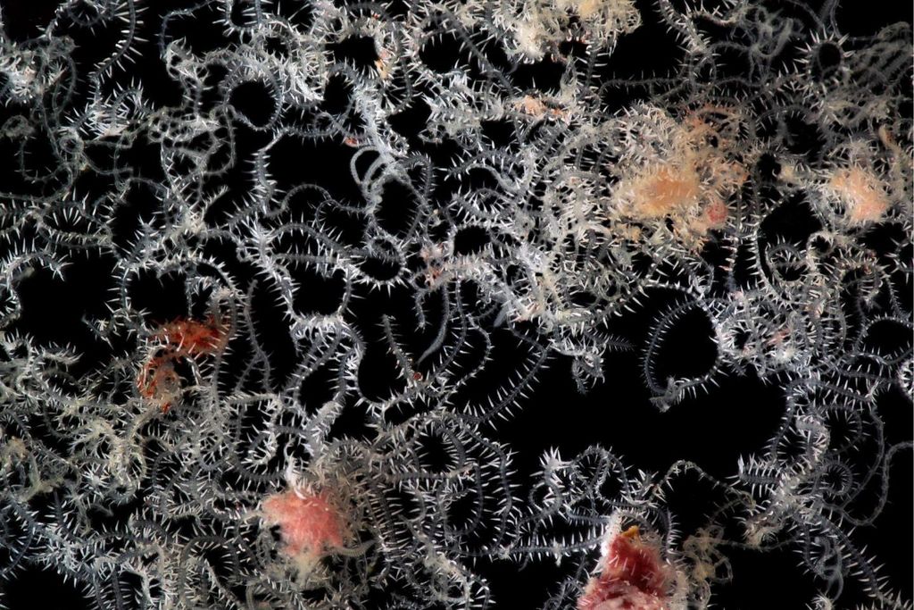 Ramisyllis multicaudata