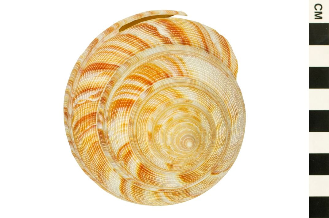 7 Facts About Seashells & Sea Life ::  :: Buy