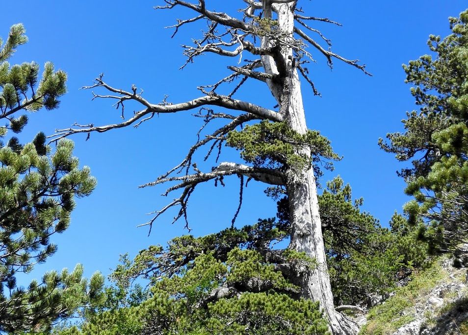 oldest tree