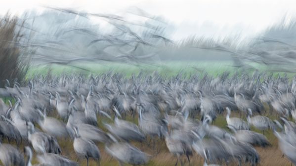 Cranes in Motion [3] thumbnail