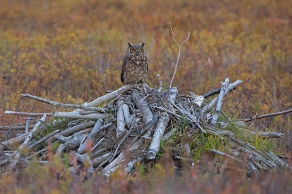 Owl on Beaver Lodge thumbnail