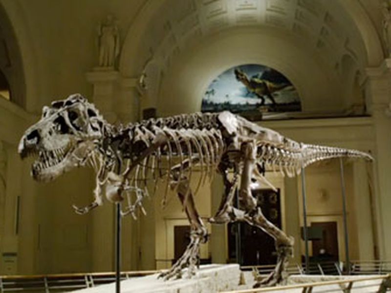 Sue the T. Rex gets life-like model to match skeleton - Chicago