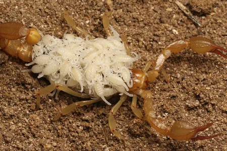 Paruroctonus soda