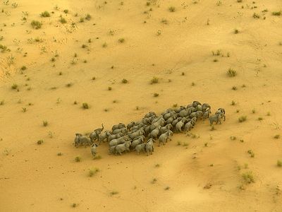JULAUG14_B08_ChadElephants.jpg