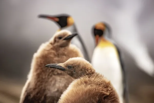 King penguin chicks thumbnail