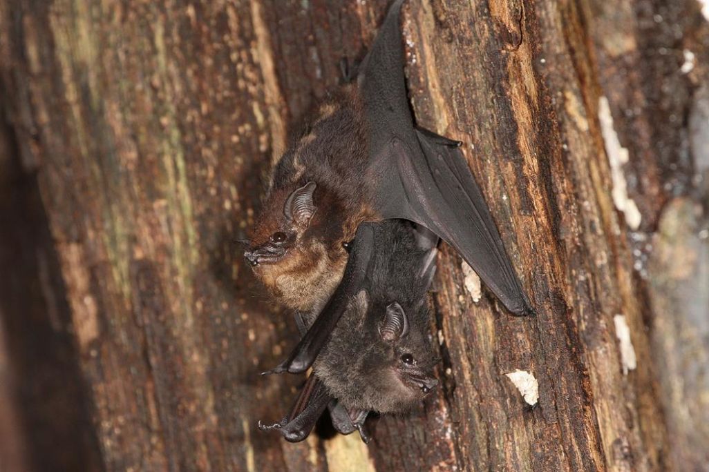 Bats Babble