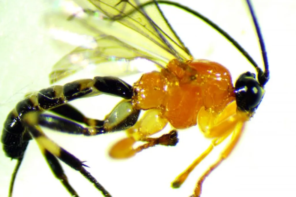 Zombie Wasp