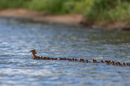 Ducky day care