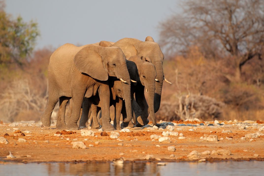 Elephants in Etosha National Park