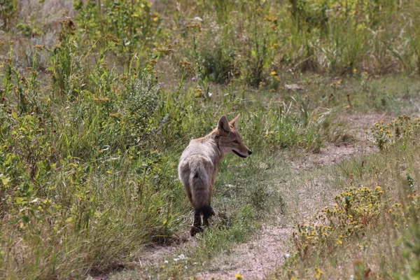 Coyote Surveying His Domain thumbnail