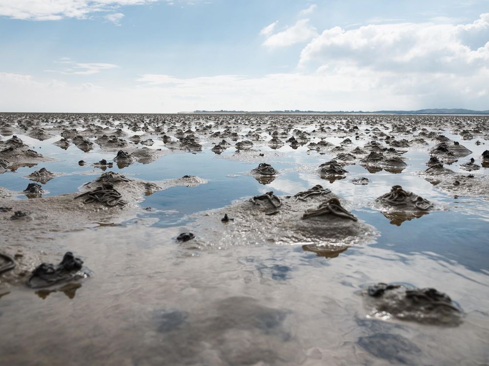 Wattenmeer_Nordsee.jpg