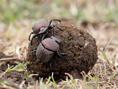 From the same DNA, different genders can boast dramatically different characteristics. Dung beetles are helping scientists understand how.
