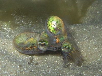 Dumpling squid don't let danger stop them from mating. 