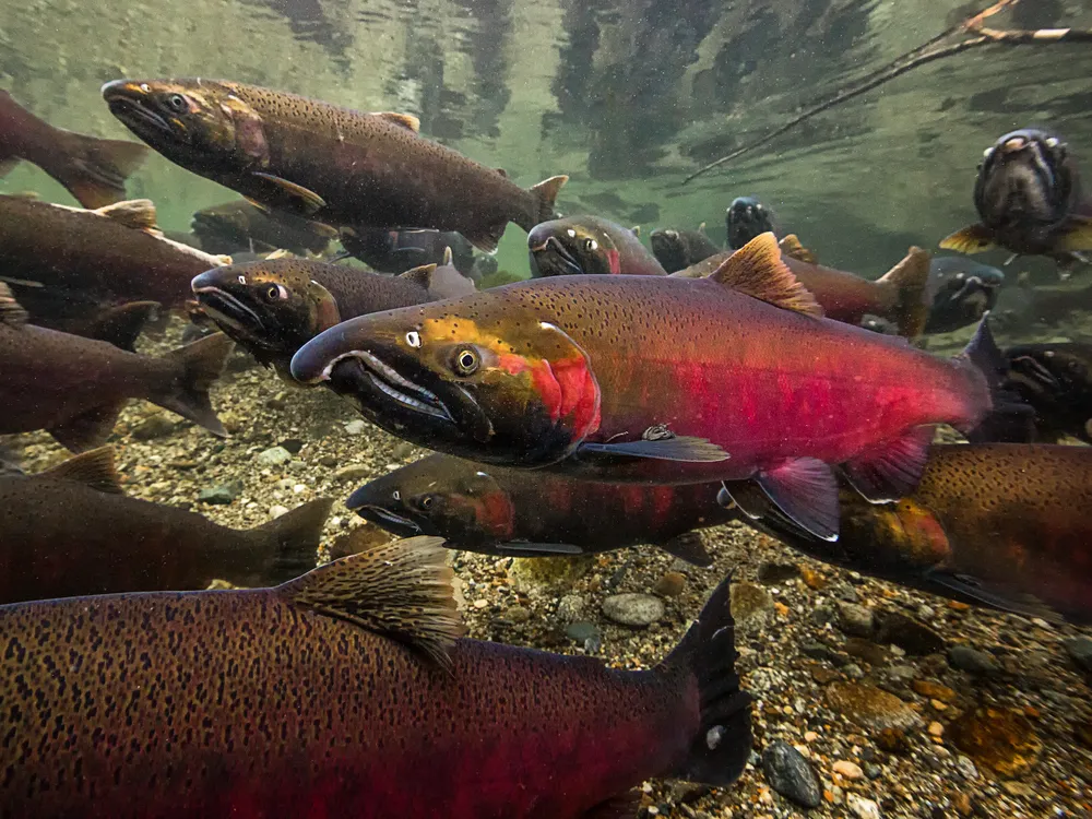 Swimming Upstream Pacific Salmon