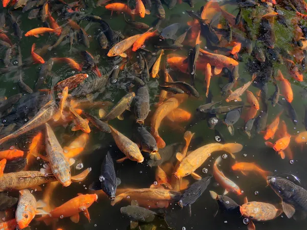 Carp Pond in Penglai thumbnail