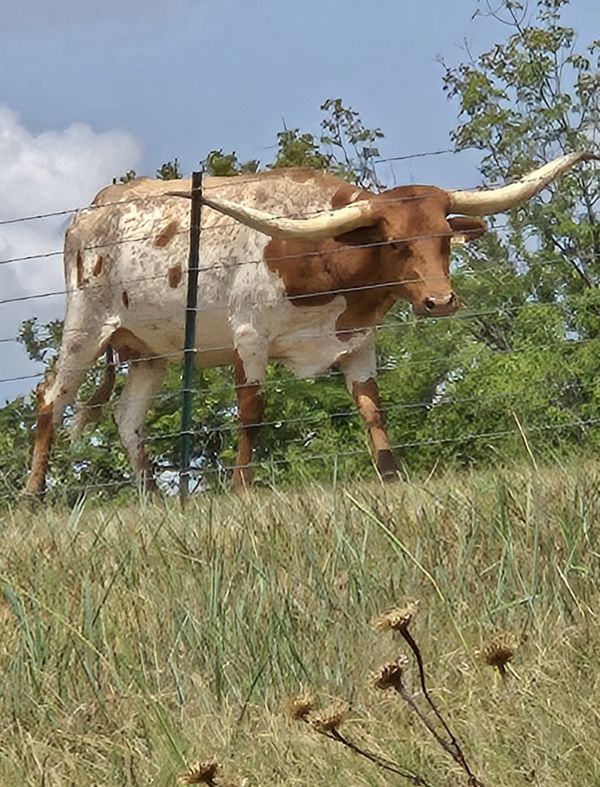 Longhorn grazing thumbnail