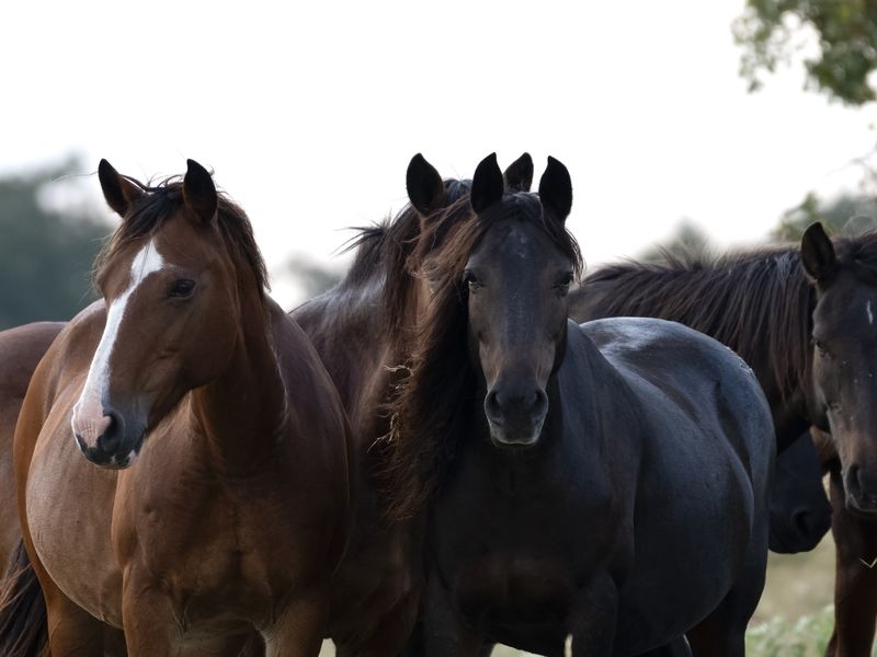 Wild Mustangs of Oklahoma Smithsonian Photo Contest Smithsonian