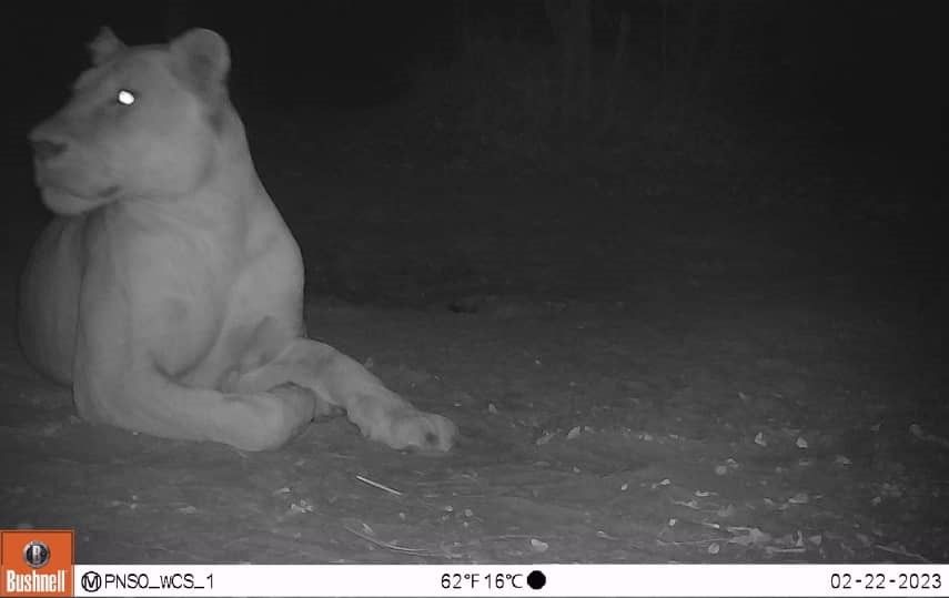 Black and white image of lioness lounging in the ground