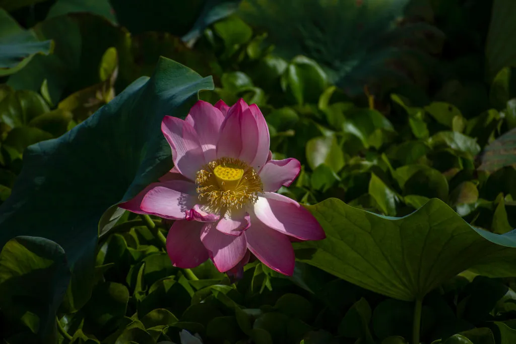 lotus