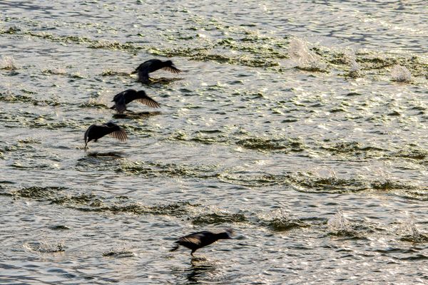 the final race thumbnail