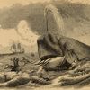 Inside the Terrifying True Story of the Sperm Whale That Sank the Whale-Ship ‘Essex’ and Inspired Herman Melville’s ‘Moby-Dick’ icon