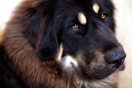 The new rule also bans breeds like the Tibetan Mastiff, pictured here.