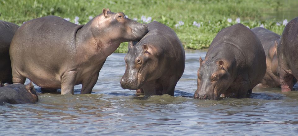  A hippo family plays in the Nile River. 