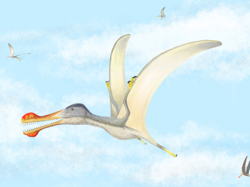 Tricky take-offs may have limited pterodactyl size - The
