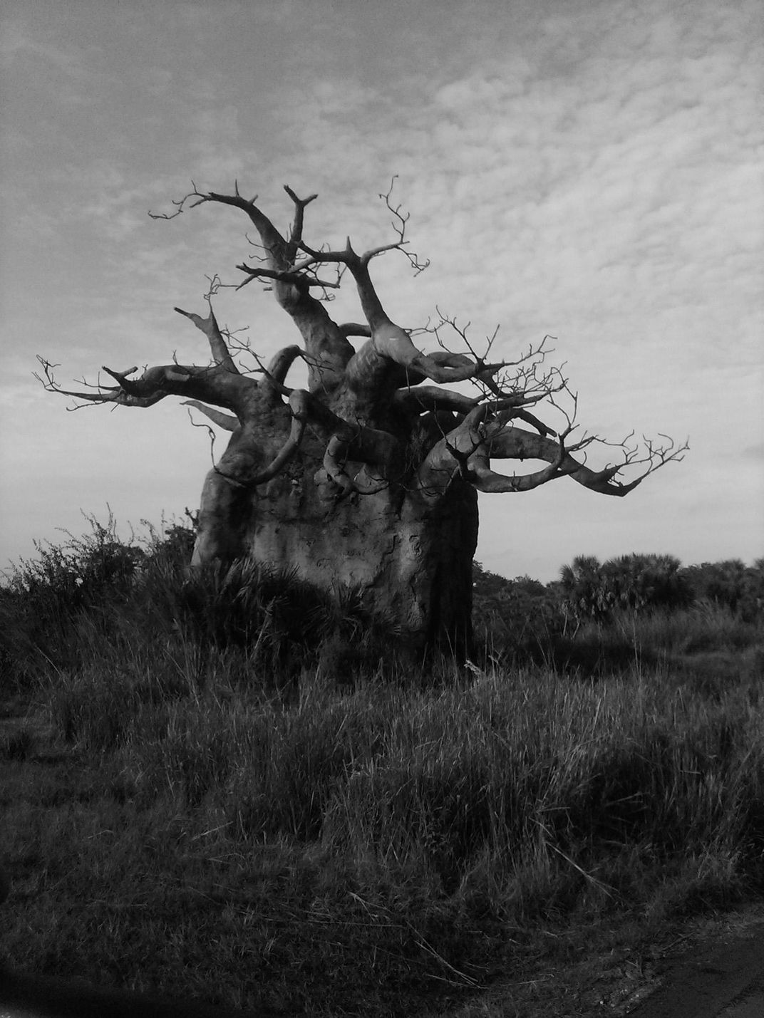 Safari ride through Animal Kingdom | Smithsonian Photo Contest