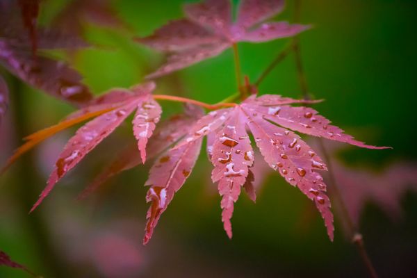 japanese maple leaves after a rain thumbnail